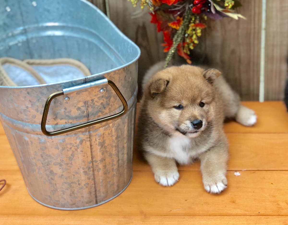 Shiba Inu Puppies breeder image 11