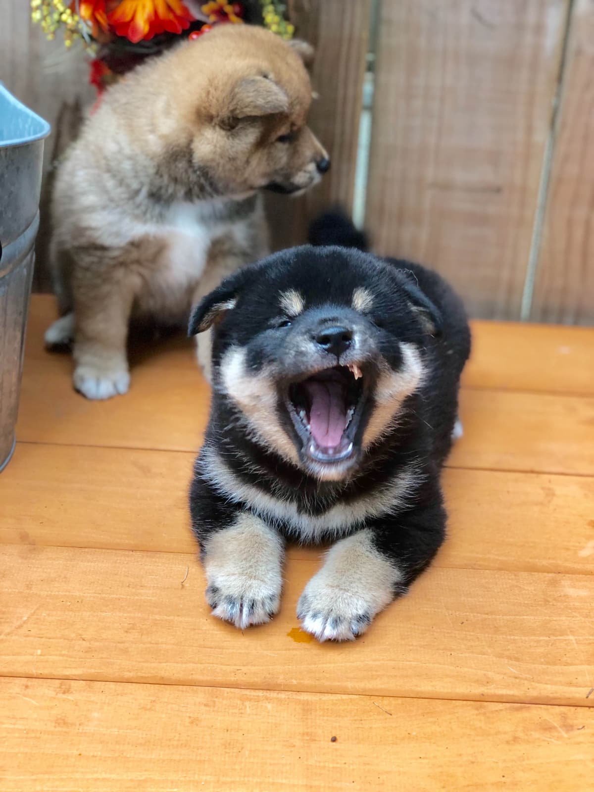 Shiba Inu Puppies breeder image 15