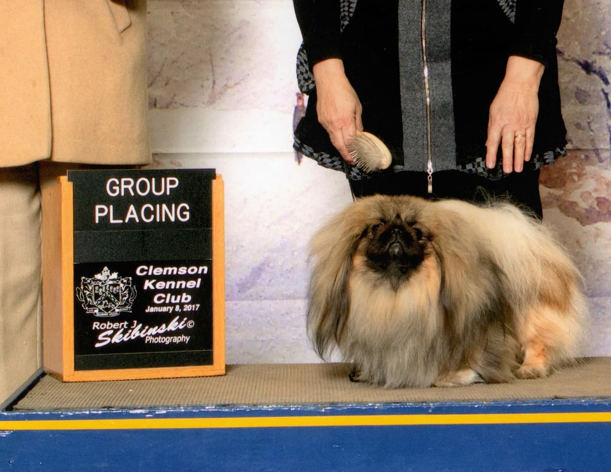 Pekingese Puppies breeder image 2