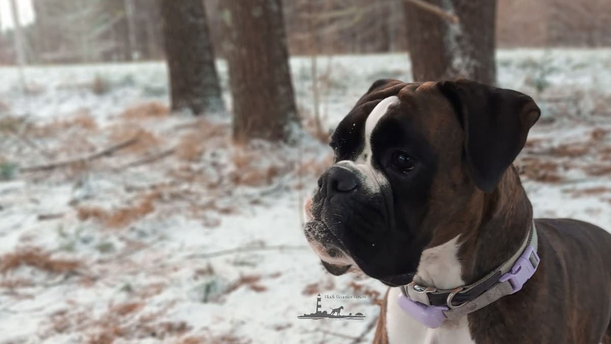Black Beauties Boxer Puppies breeder image 6
