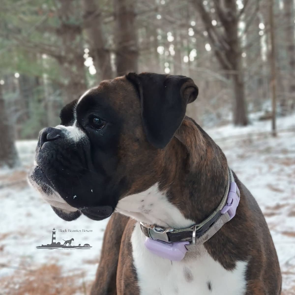 Black Beauties Boxer Puppies breeder image 9