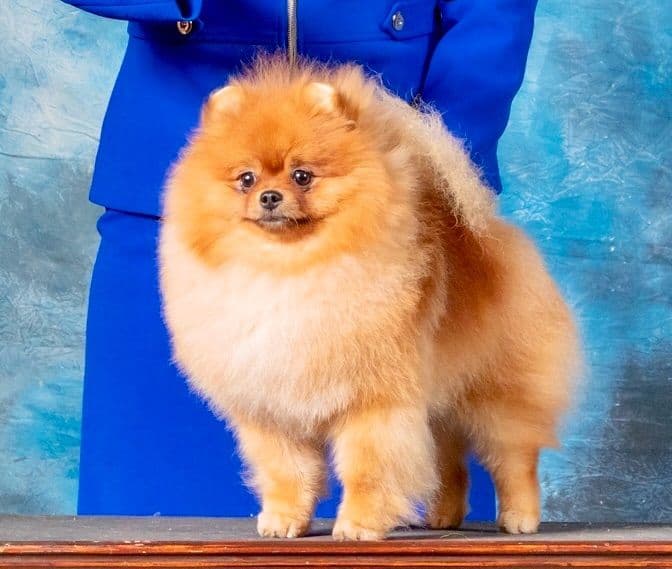 Pomeranians breeder image 1