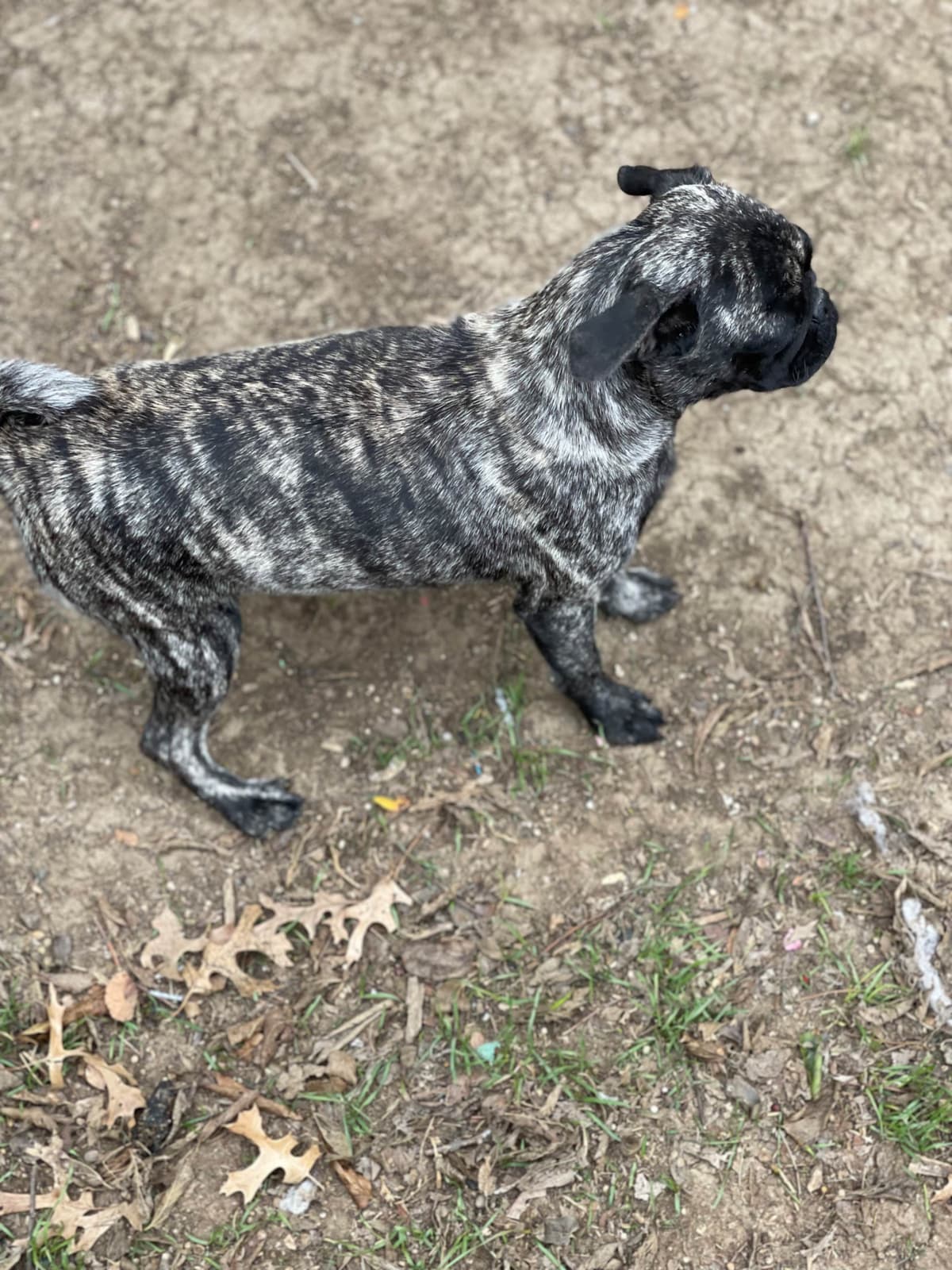 Adorable Pug Puppies breeder image 16