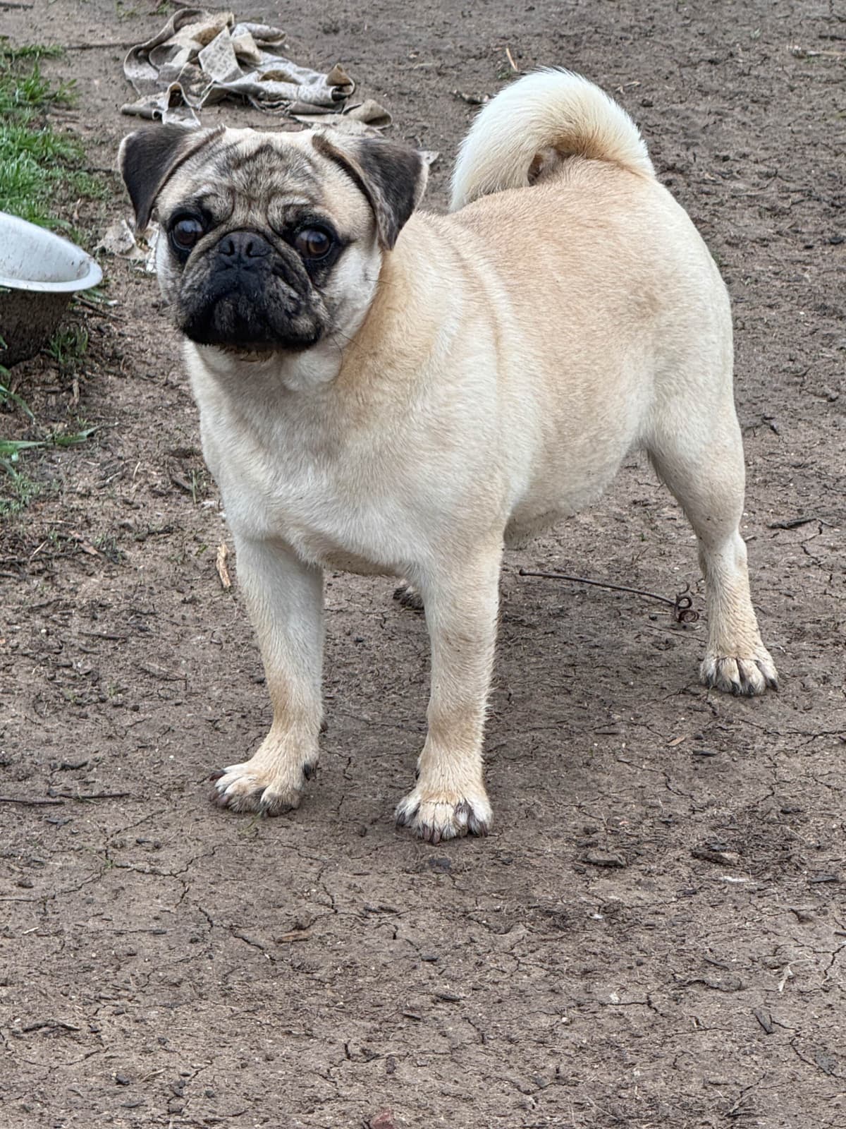 Adorable Pug Puppies breeder image 23