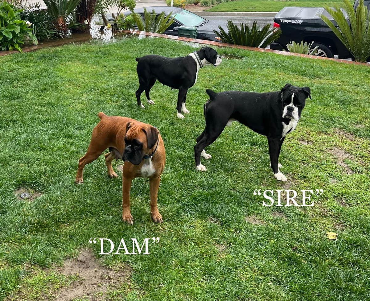 European Boxer Puppies breeder image 6