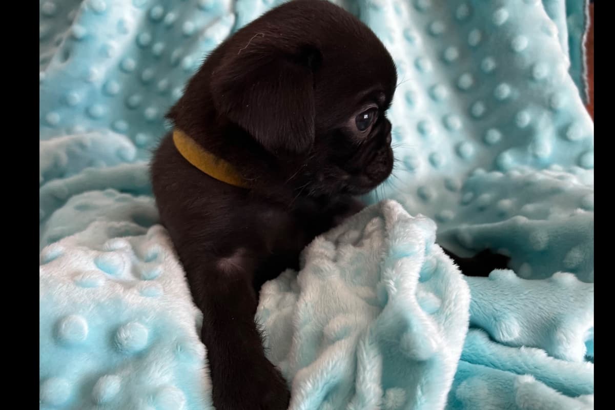 French Bulldog Puppies ( Fluffies) breeder image 14