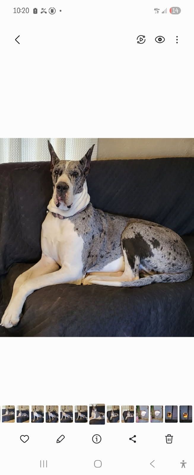 Great Dane Puppies breeder image 5