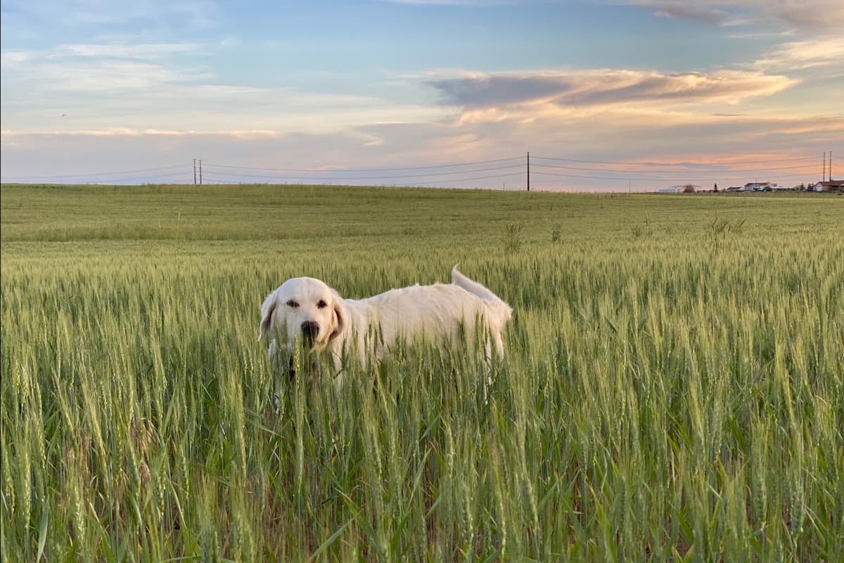 💙English CreamGolden Retriever Puppies $3500 breeder image 111