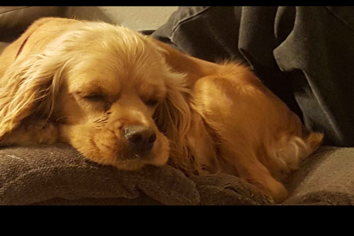 Cocker Spaniel Puppies breeder image 1