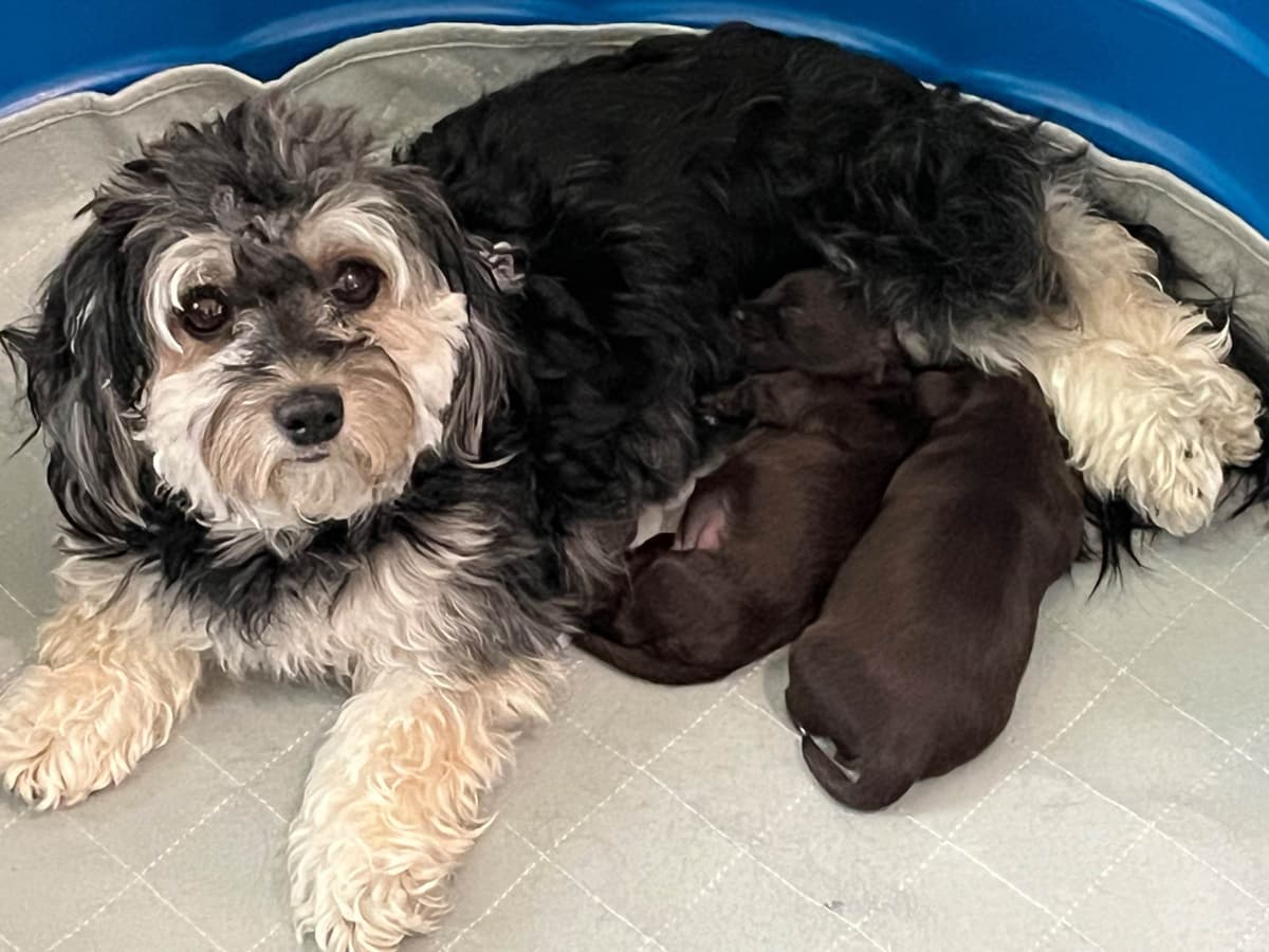 Havanese Puppies breeder image 6