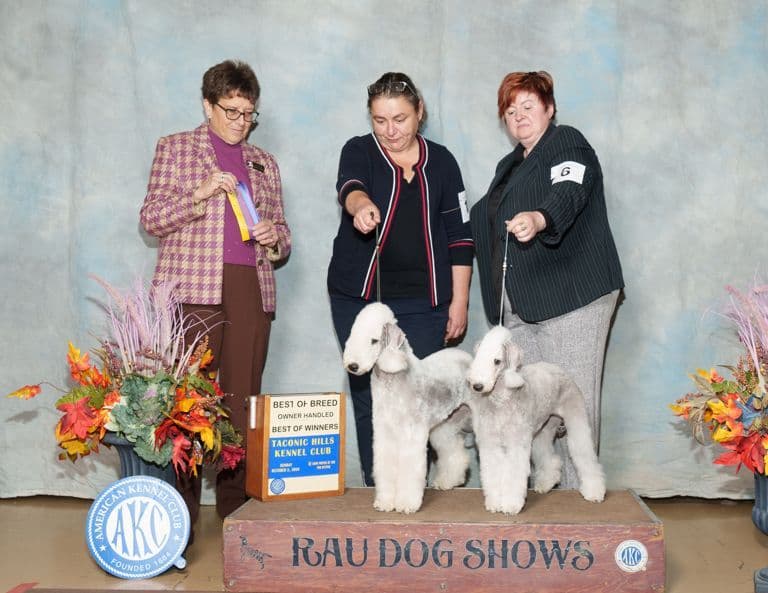 Bedlington Terrier Puppies breeder image 17