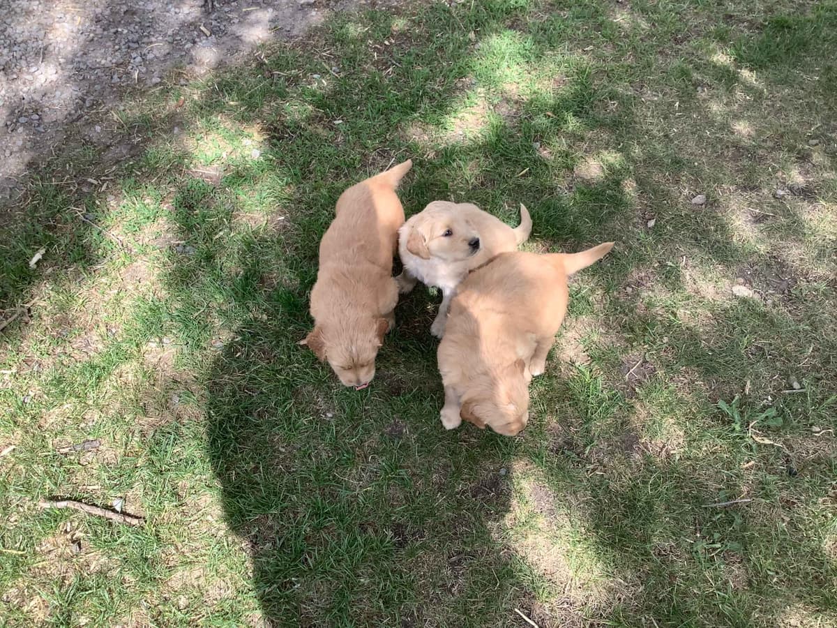 Golden Retriever Puppies breeder image 2