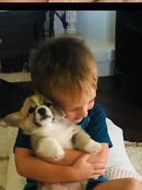 Pembroke Welsh Corgi Puppies breeder image 15