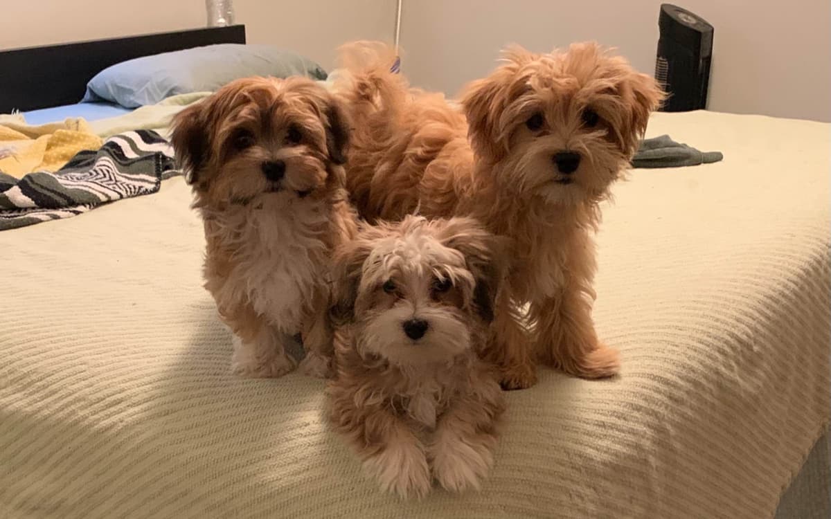 Havanese Puppies Available 4/29 breeder image 3