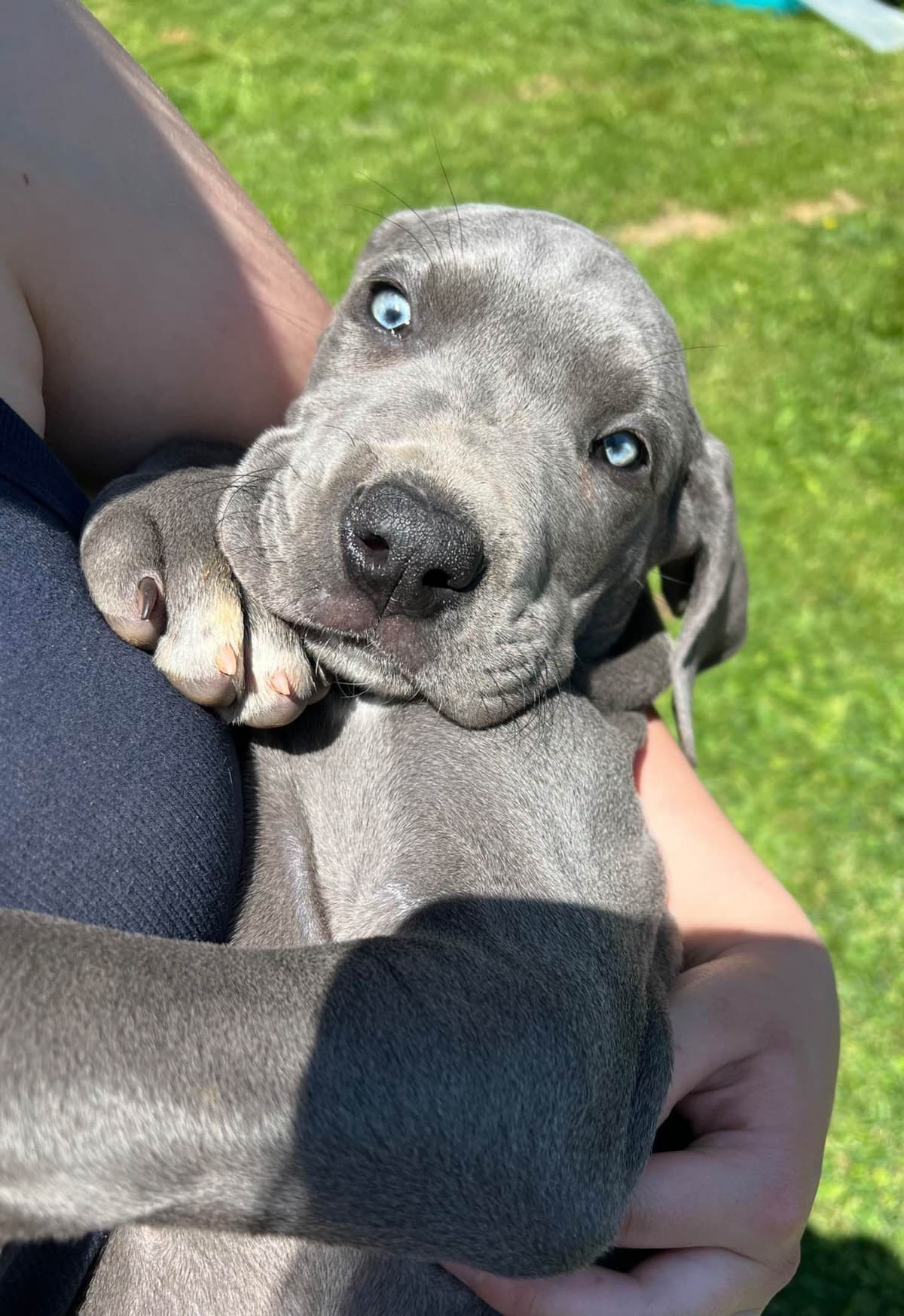 Great Dane Puppies breeder image 4