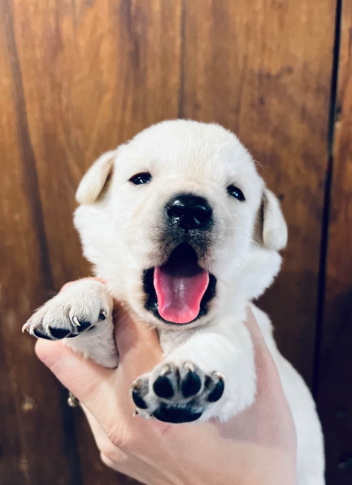 Great Dane Puppies breeder image 7