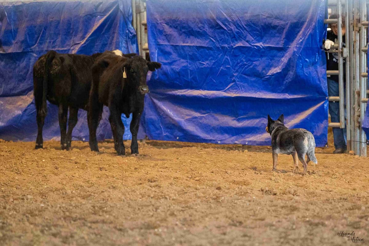 Australian Cattle Dog Puppies breeder image 15