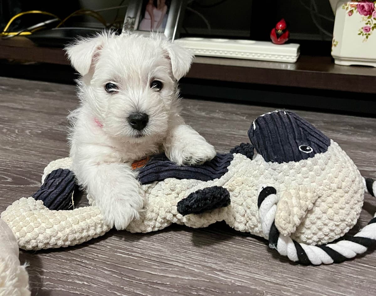 West Highland White Terrier Puppies breeder image 6