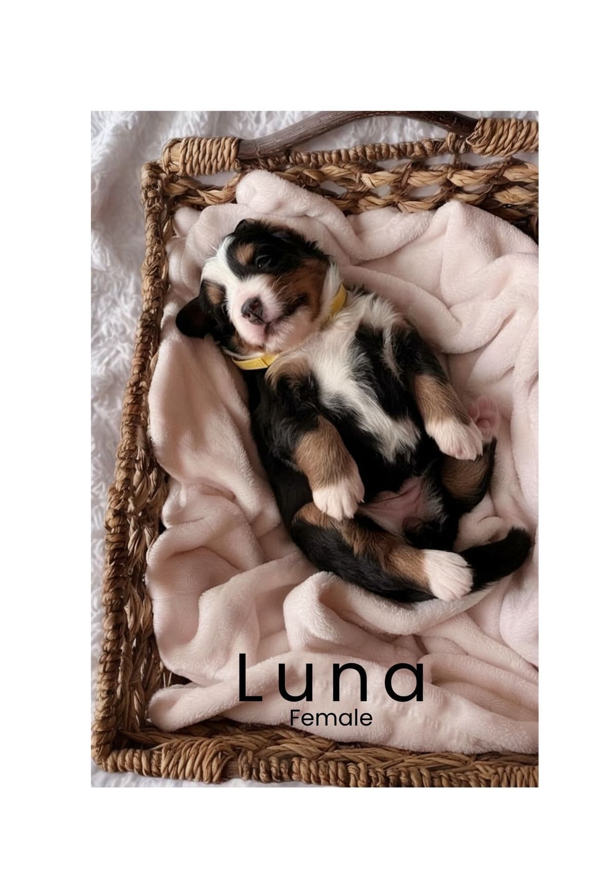 Bernese Mountain Dog Puppies breeder image 2