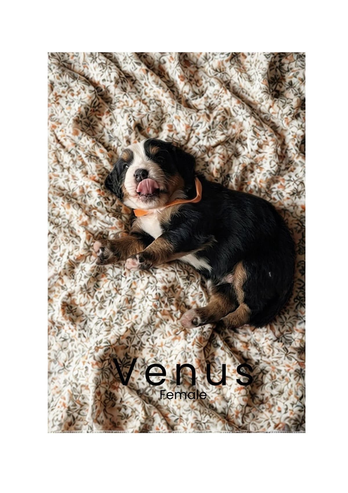 Bernese Mountain Dog Puppies breeder image 3