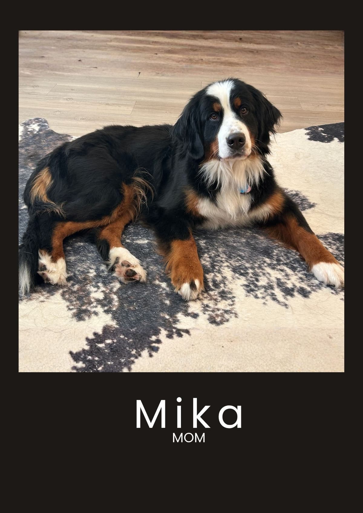 Bernese Mountain Dog Puppies breeder image 14