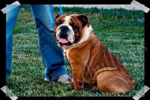 Bulldog Puppies- Reds and Fawns, Too Cute! breeder image 20