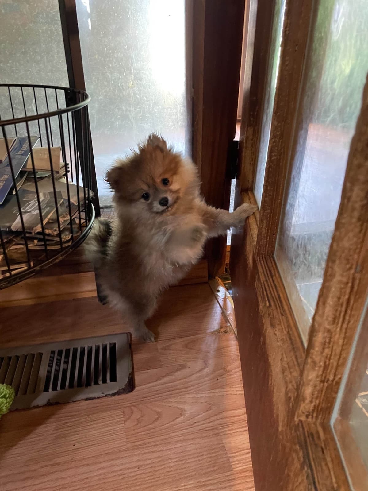 Pomeranian Puppies breeder image 2