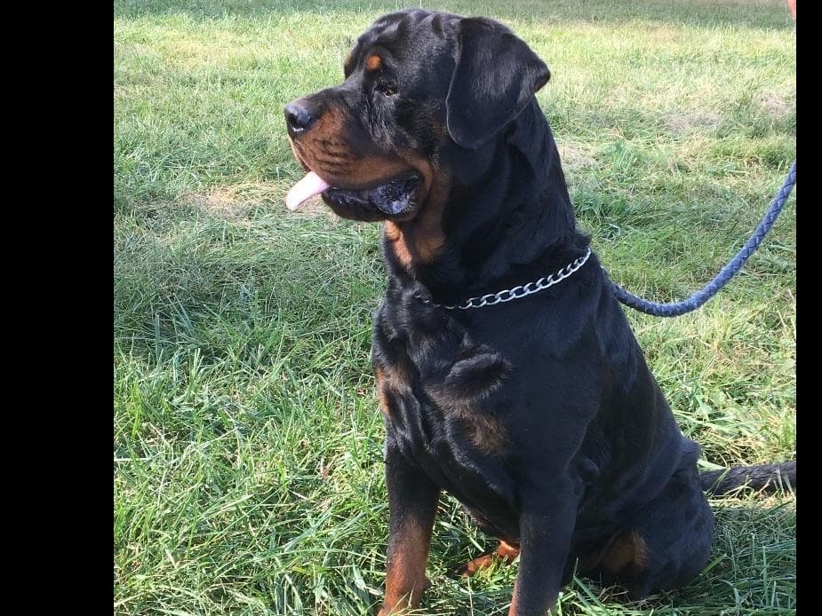 Rottweiler Puppies breeder image 6