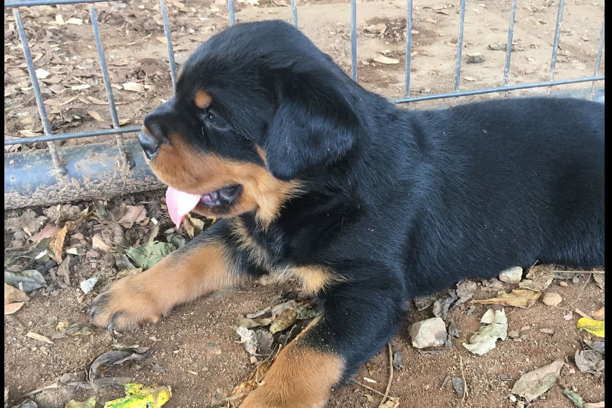 Rottweiler Puppies breeder image 7