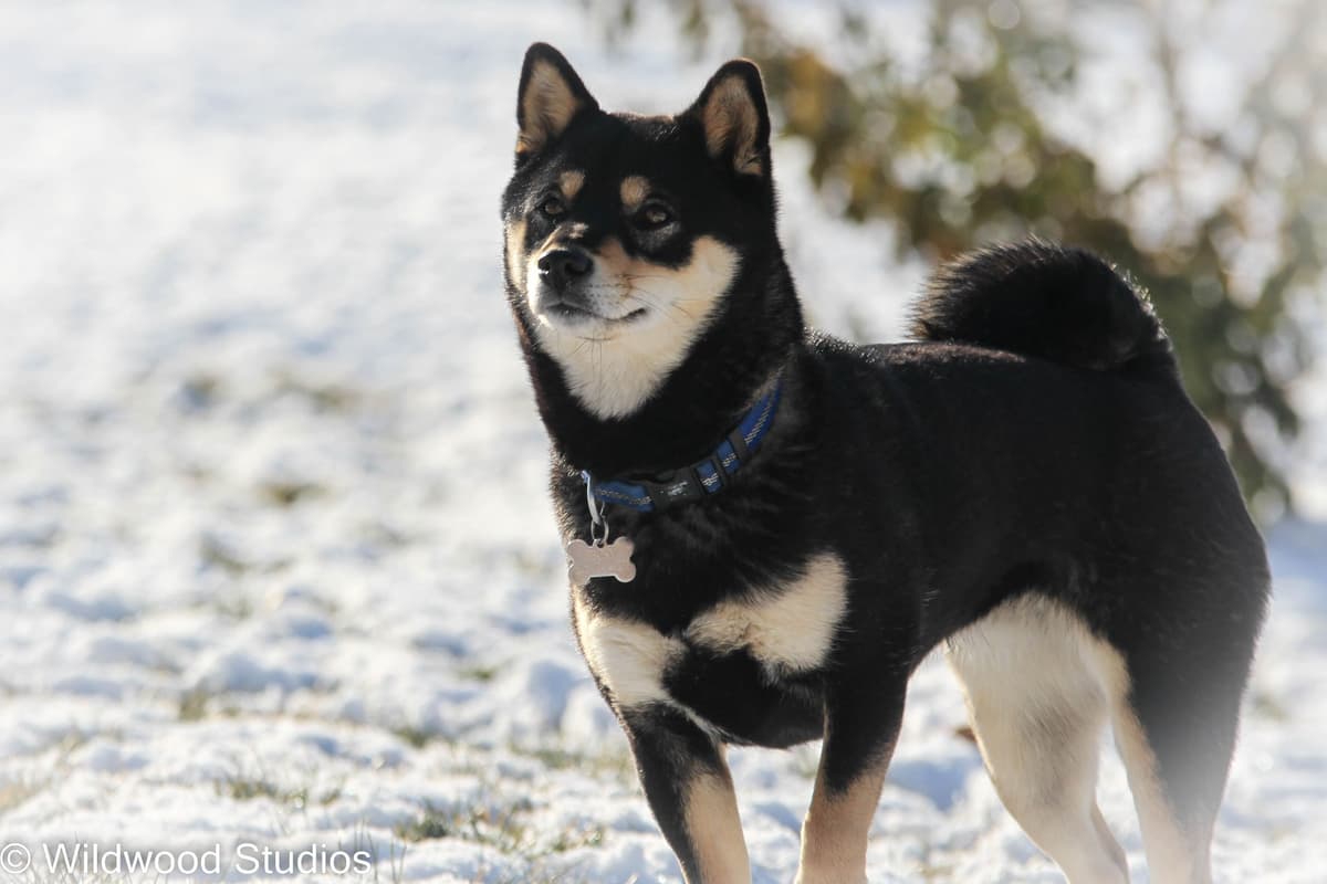 Gorgeous Shiba Inu Female Puppy from Champion Bloodlines breeder image 6