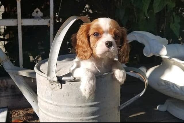 Tri-Color Puppy breeder image 8