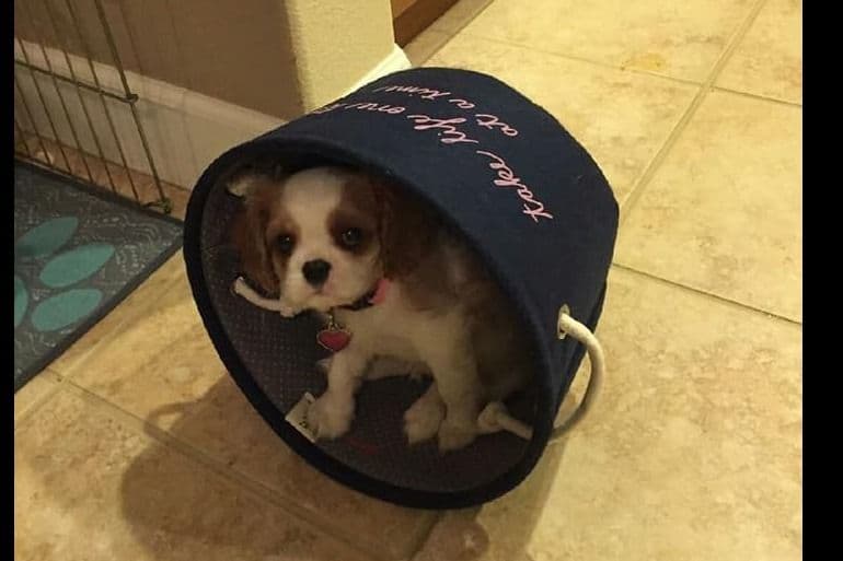 Tri-Color Puppy breeder image 10