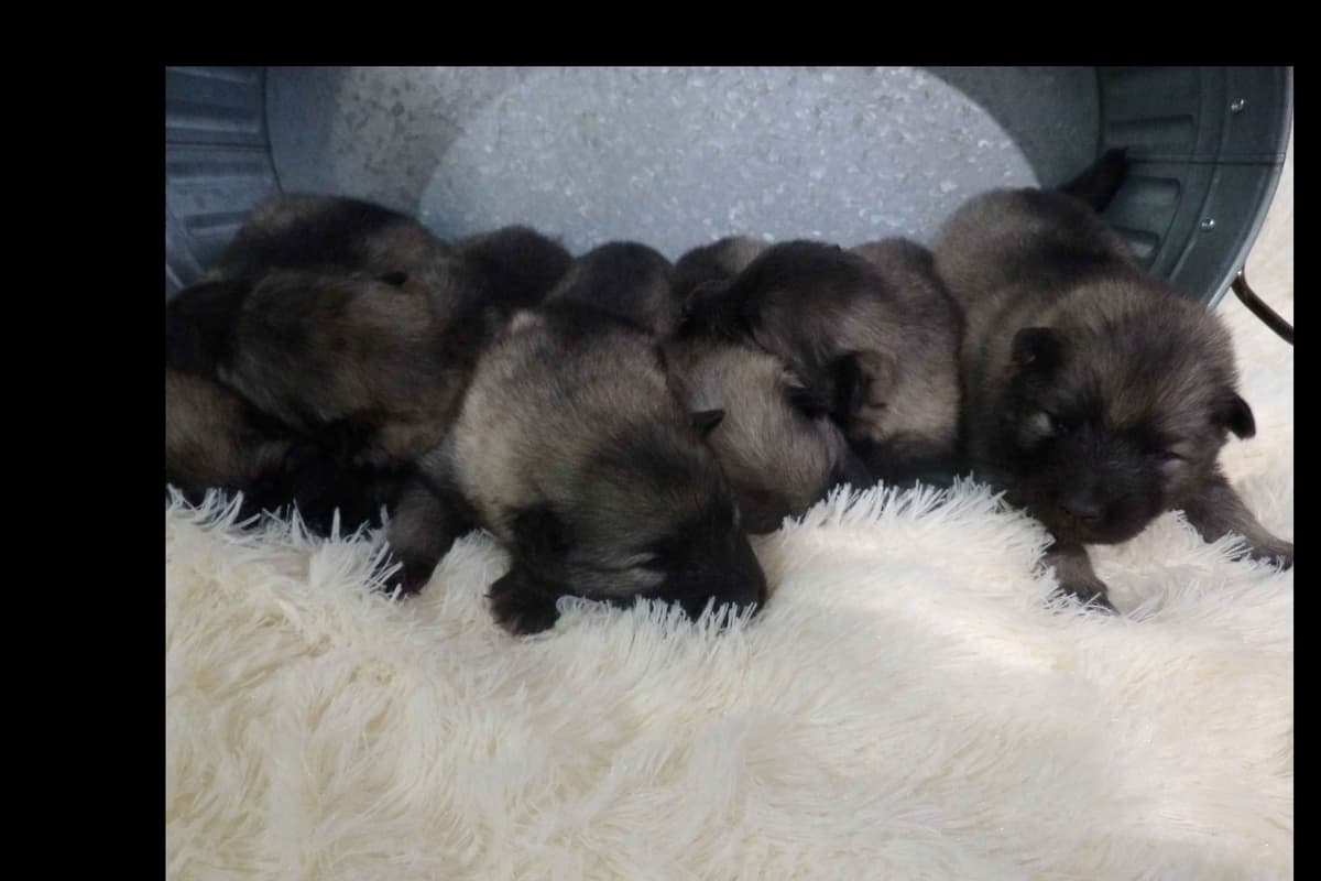 Keeshond Puppies breeder image 1