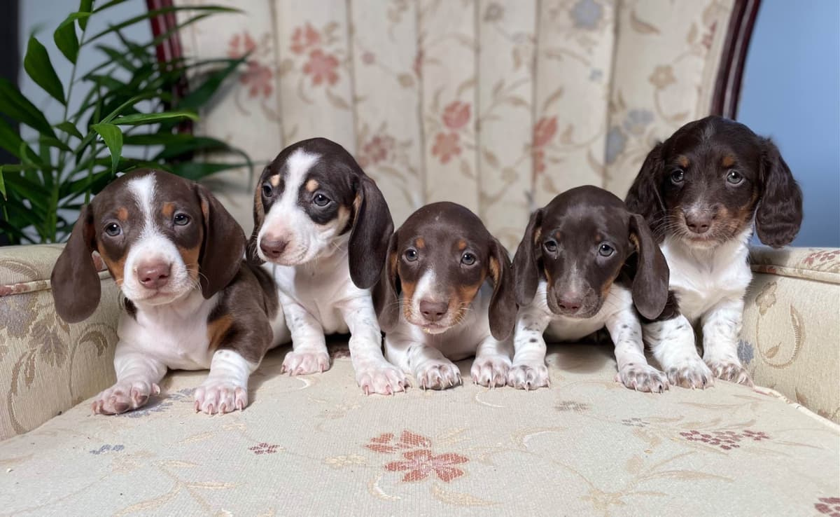 Wonderful loving Dachshund Puppies ❤️Call 610-273-9348 breeder image 1