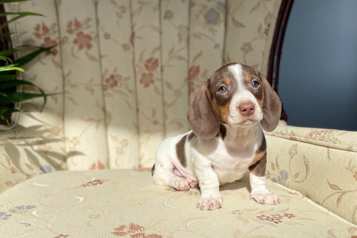 Wonderful loving Dachshund Puppies ❤️Call 610-273-9348 breeder image 15