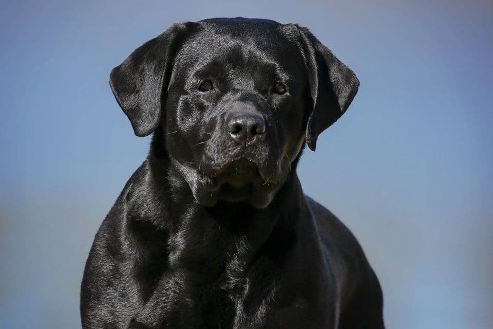 Labrador Retriever Puppies breeder image 7