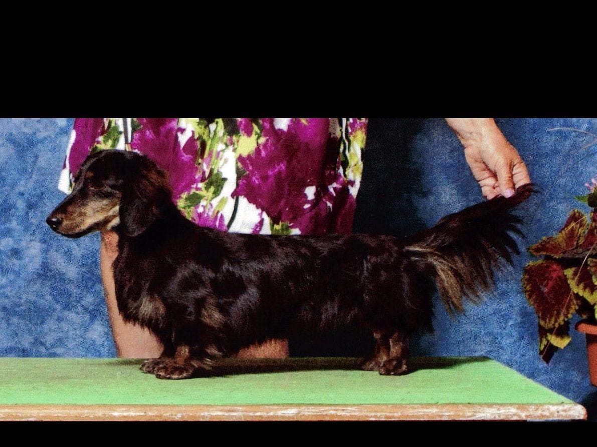 Dachshund Puppies breeder image 7