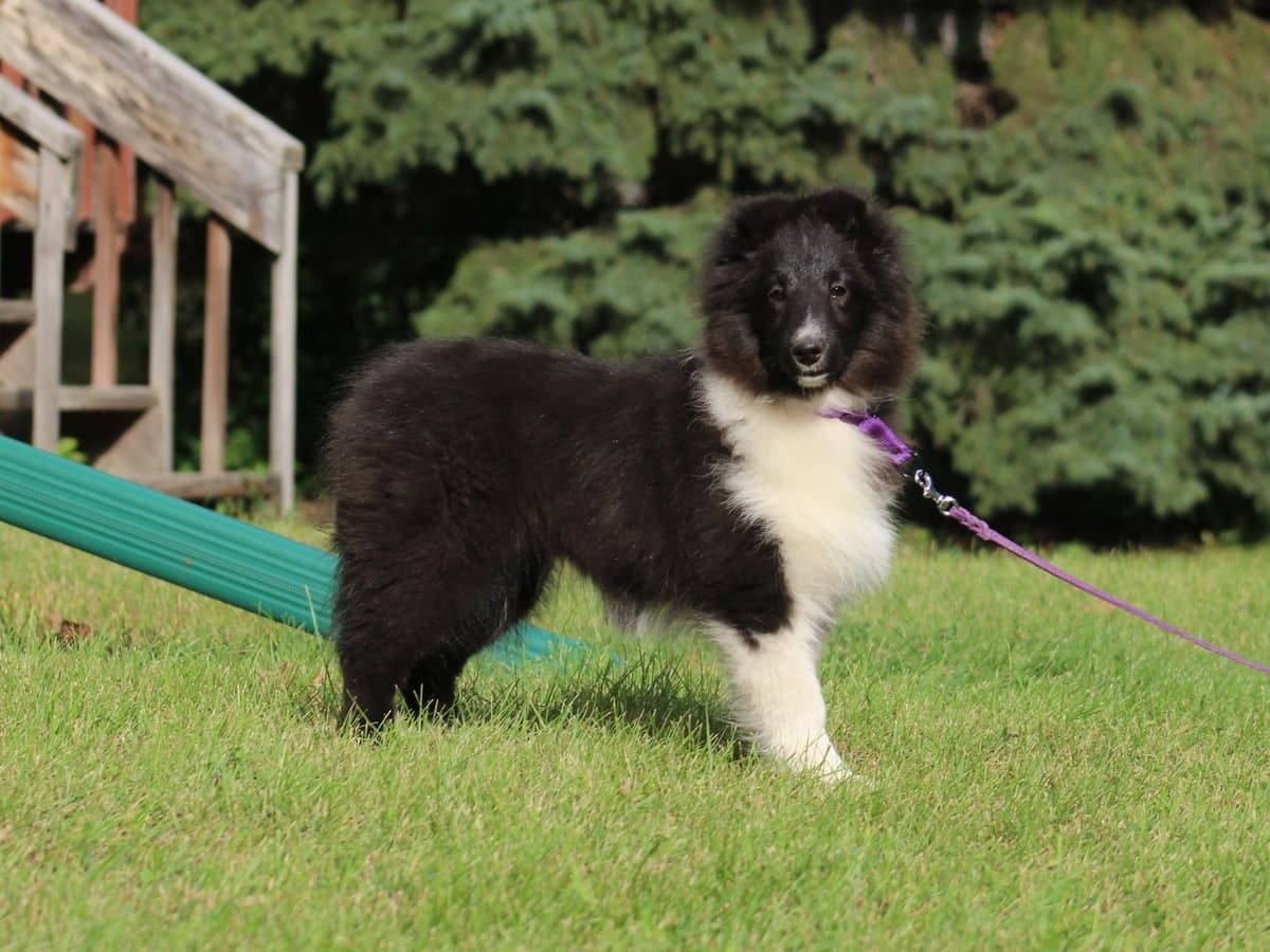 Shetland Sheepdog Puppies breeder image 11