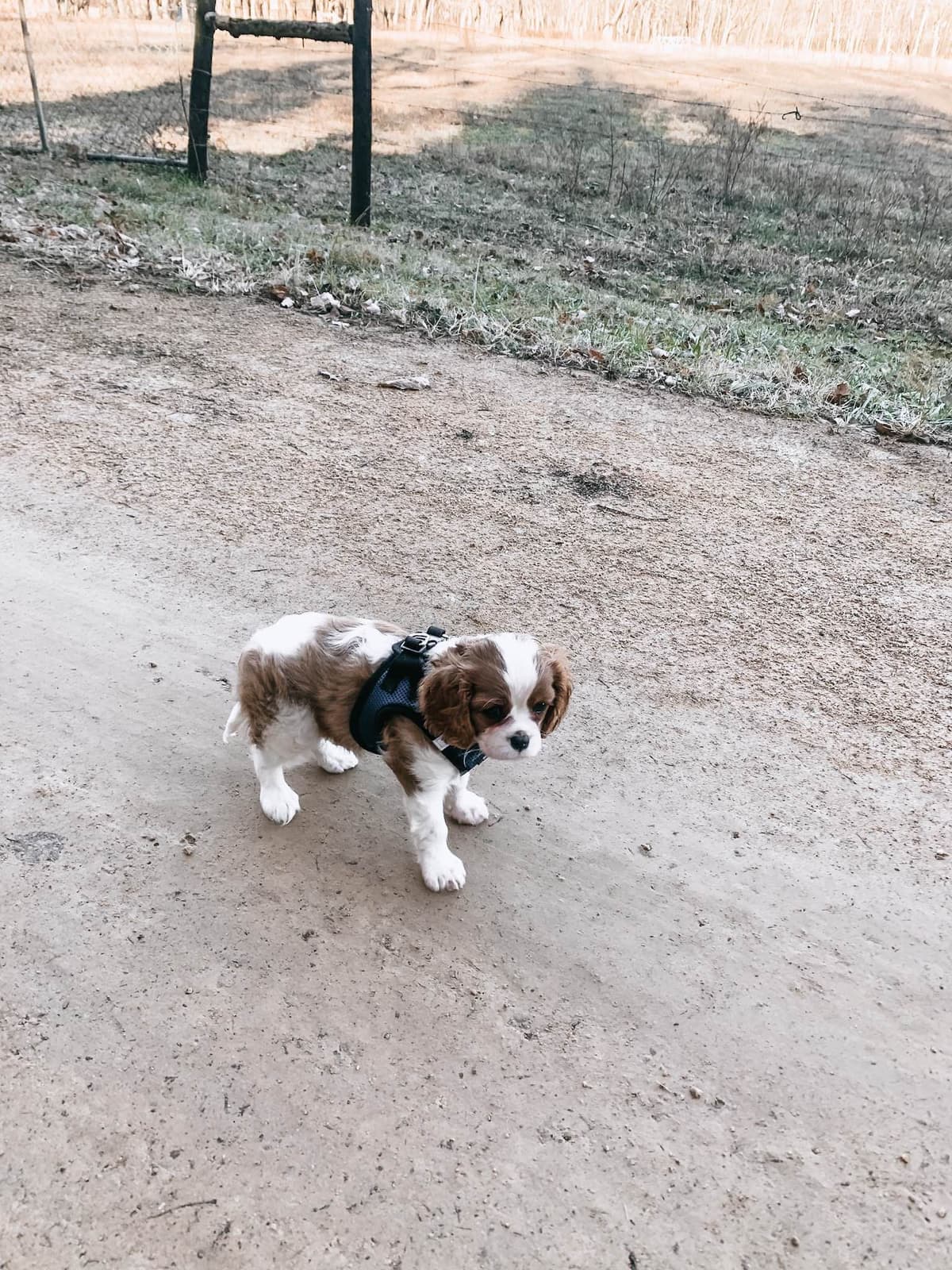 Cavalier King Charles Spaniel Puppies breeder image 3
