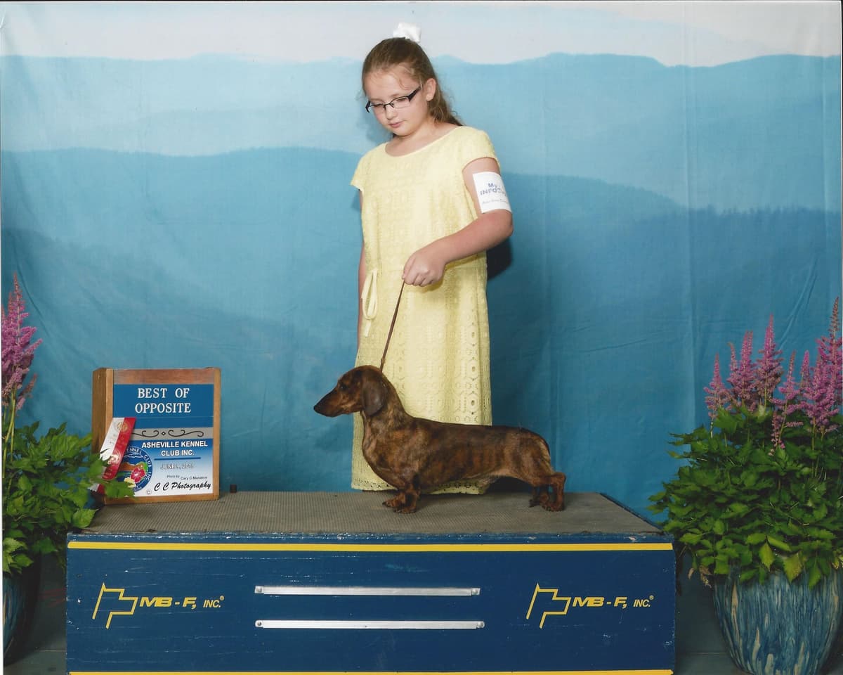 Dachshund Puppies breeder image 4
