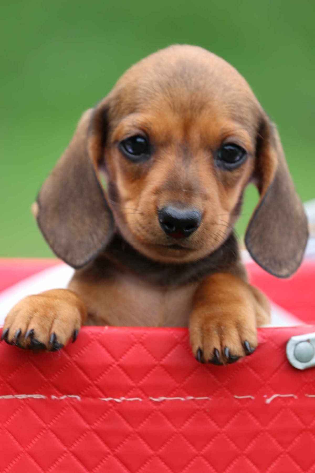 Dachshund Puppies breeder image 22