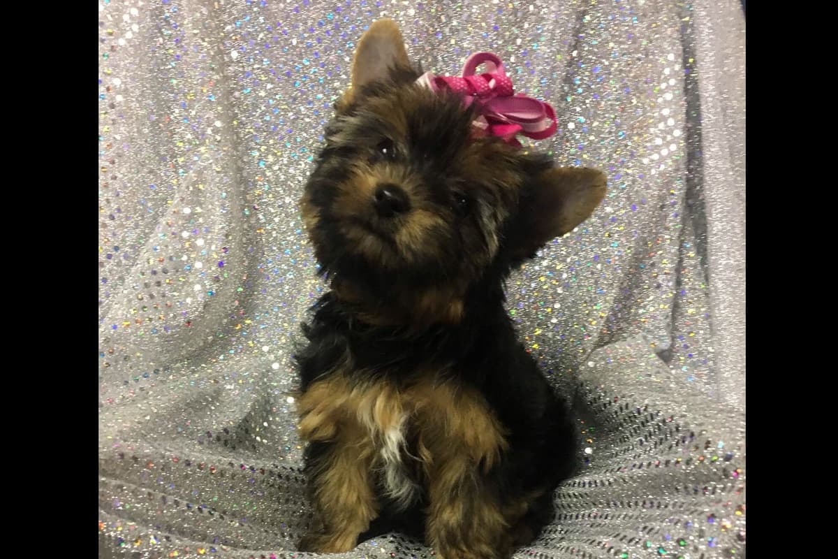 Yorkshire Terrier Puppies breeder image 8