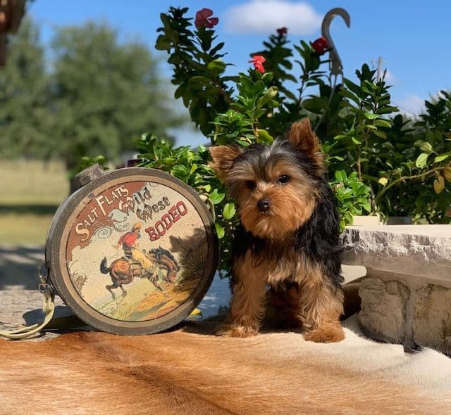 Yorkshire Terrier Puppies breeder image 13
