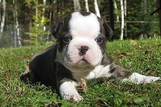 Boston Terrier Puppies breeder image 2