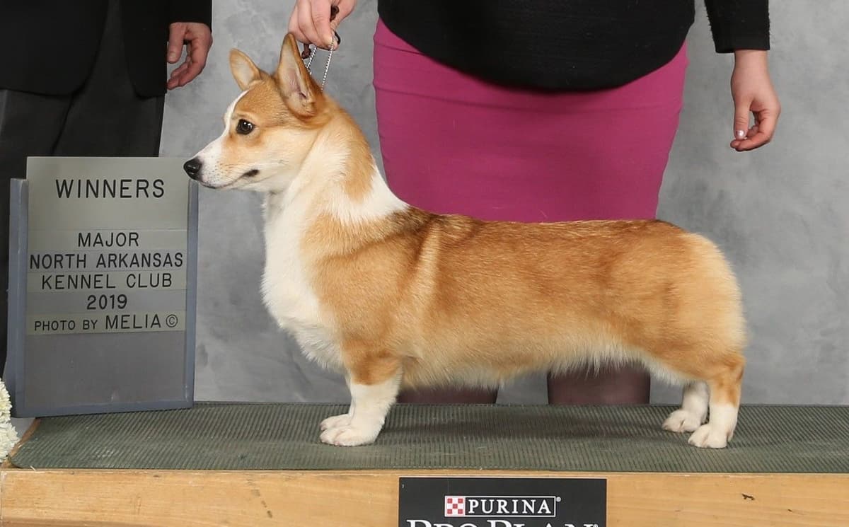 Pembroke Welsh Corgi Puppies breeder image 18