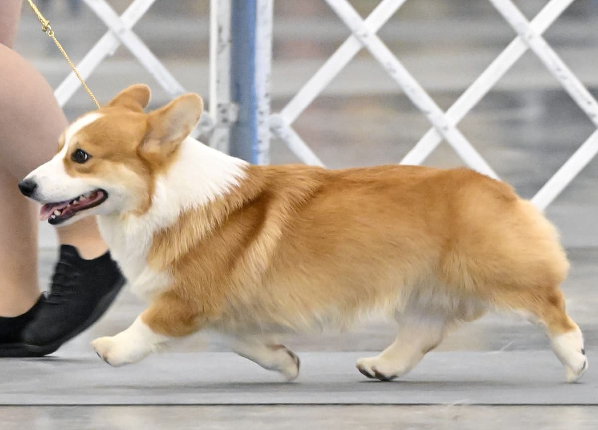 Pembroke Welsh Corgi Puppies breeder image 3