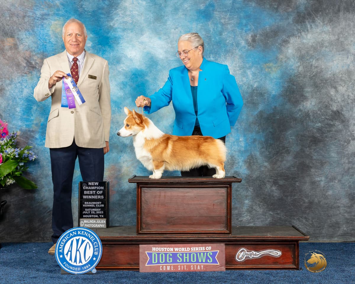 Pembroke Welsh Corgi Puppies breeder image 24