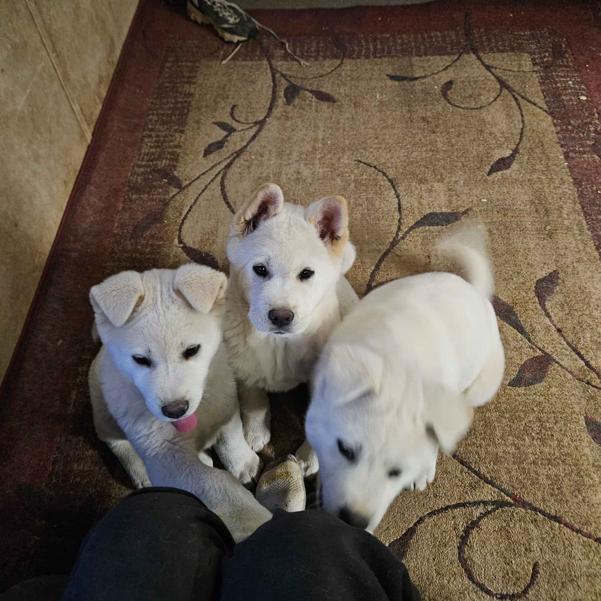 Akita Puppies breeder image 13
