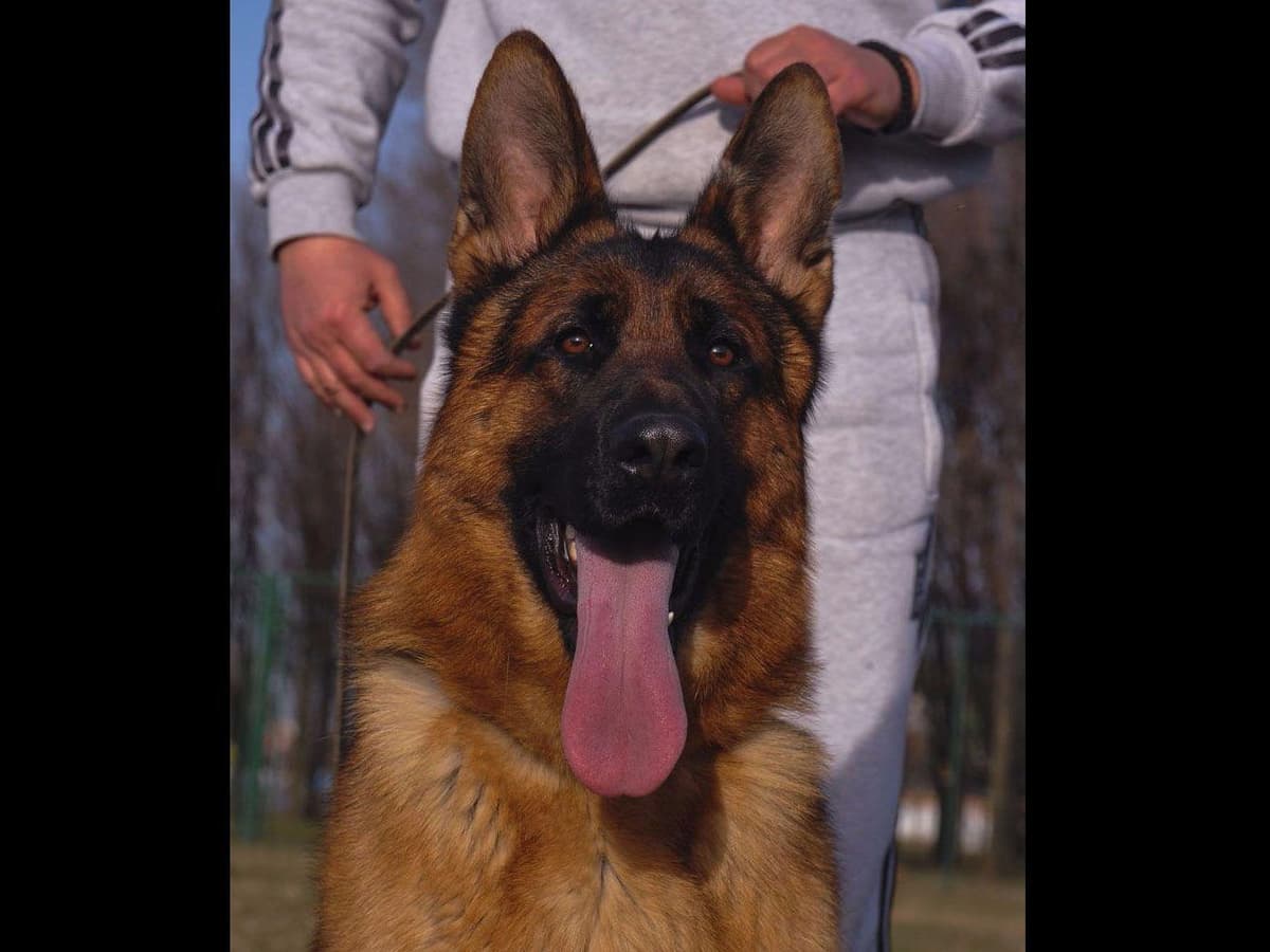 German Shepherd Dog Puppies breeder image 1