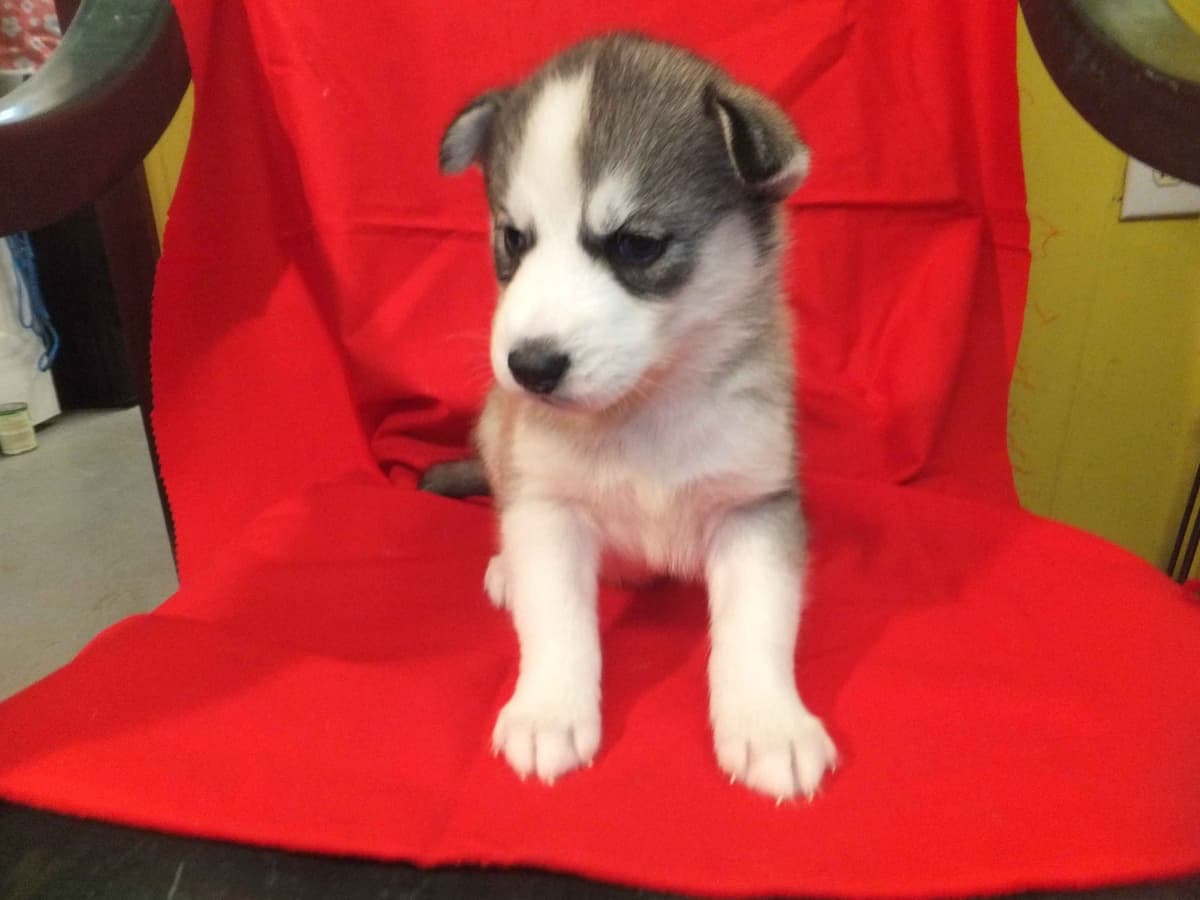 Siberian Husky Puppies breeder image 6